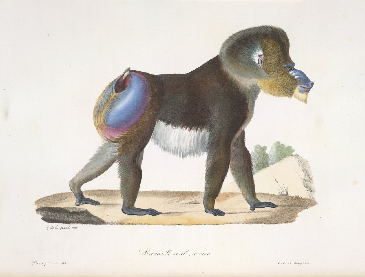Mandrill, hane, gammal. En gammal mandrillbabian, från Natural History of Mammals (färg litho) av French School
