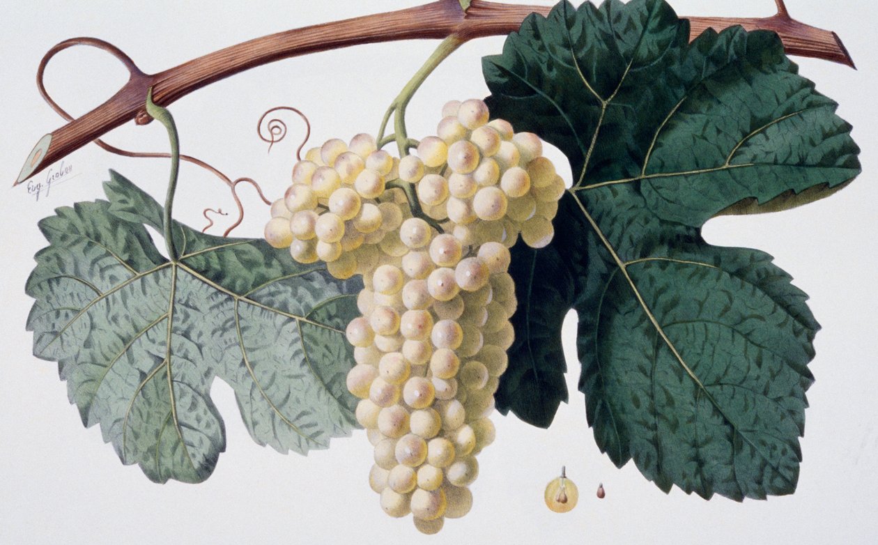 Druvsorten Marsanne (Cotes du Rhone), ampelografi av French School
