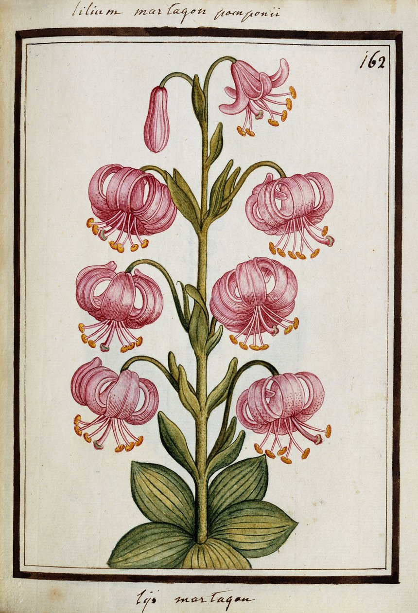Martagon Lily, ca 1700 av French School