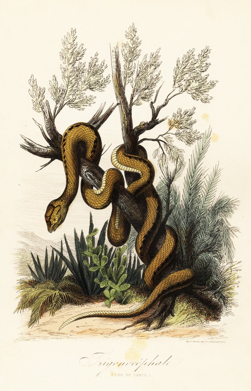 Martinique huggorm, Bothrops lanceolatus av French School