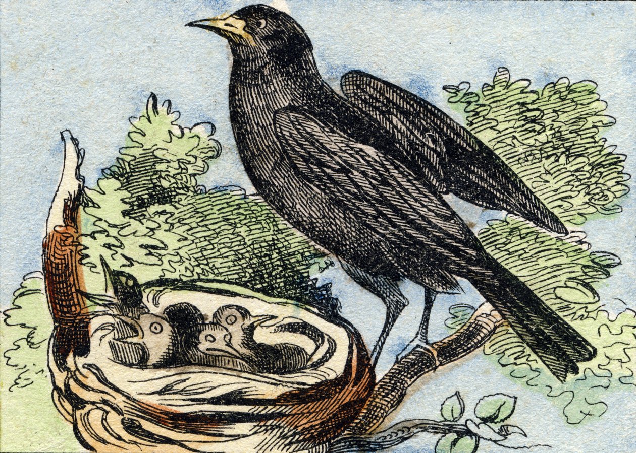 Koltrast. Gravyr i "Buffon Alphabet des Oiseaux n 2". 3:e Serie N 2. Avbildning av Epinal, Epinal, sent 1800-tal. 16 sidor. Mått: 28x21cm av French School