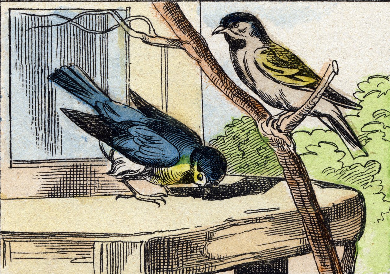 Mesange. Gravyr i "Buffon Alphabet des Oiseaux n 1". 3:e Serie N 1. Avbildning av Epinal, Epinal, sent 1800-tal. 16 sidor. Mått: 28x21cm av French School