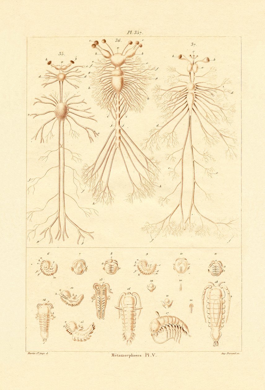 Metamorfos, 1833-39 av French School
