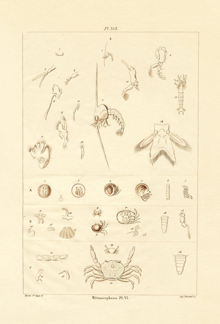 Metamorfos, 1833-39 av French School