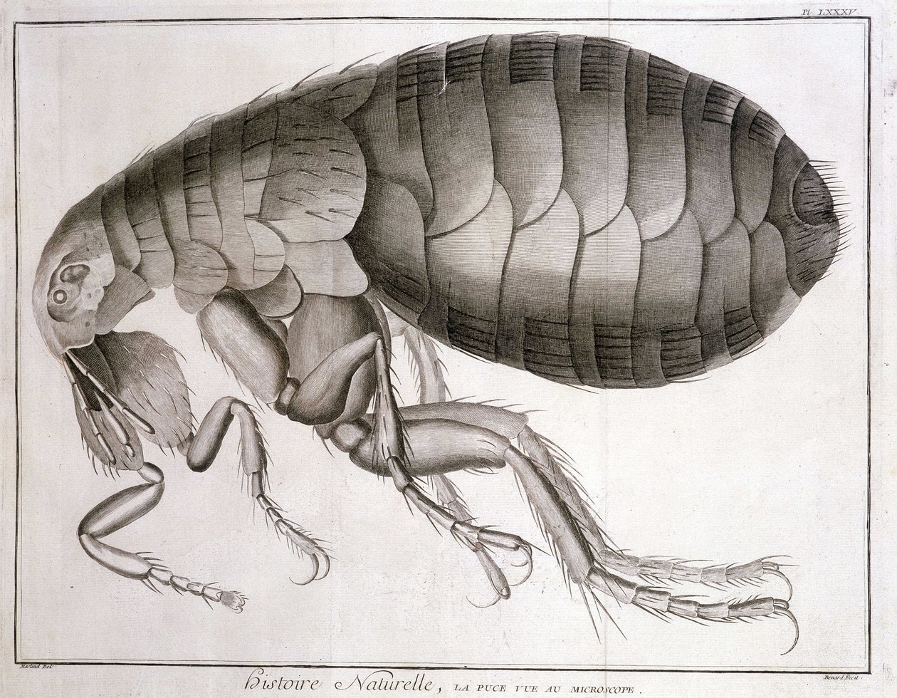 Mikroskop - i "Encyclopedia", Diderot et d