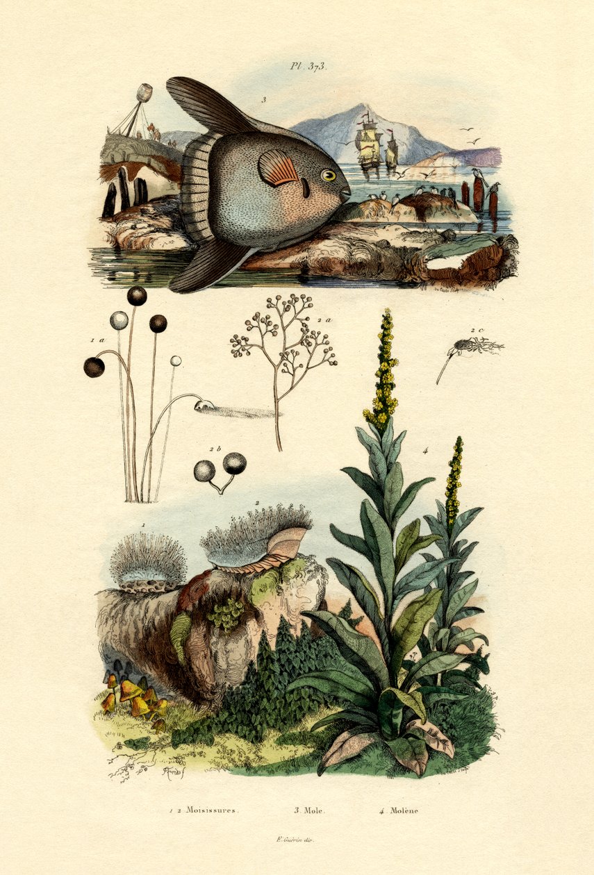 Mögel, 1833-39 av French School