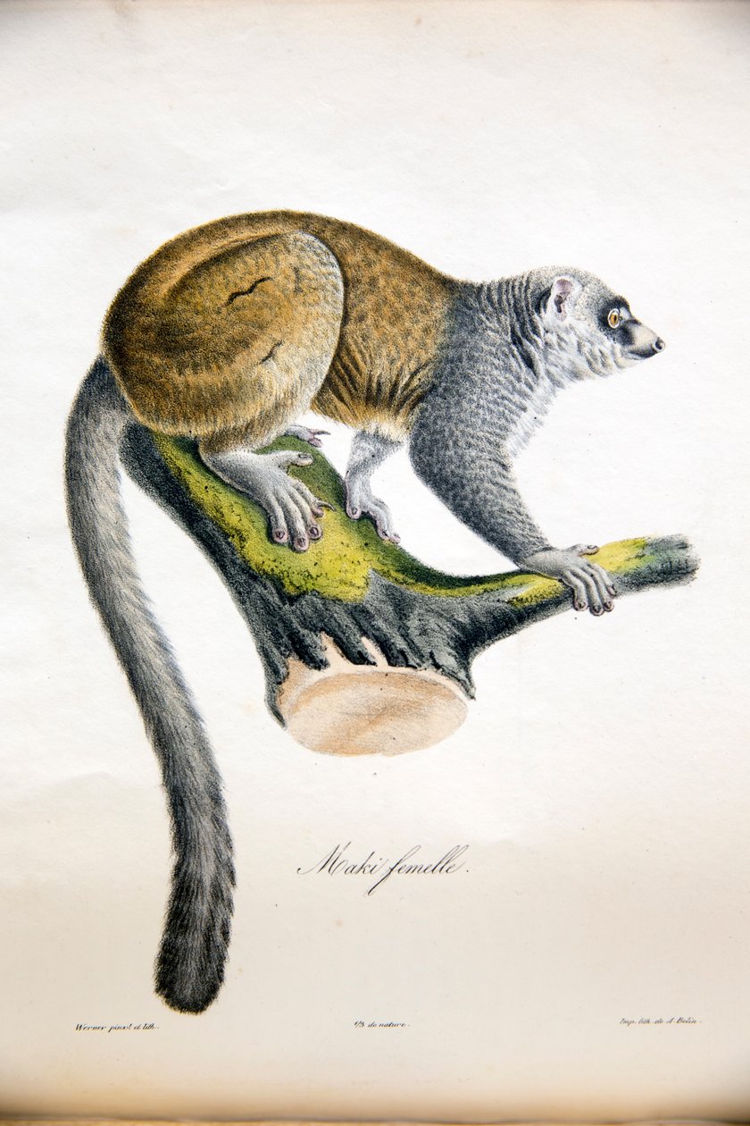 Mongolemur, från Natural History of Mammals, med originalfigurer, av Étienne Geoffroy Saint-Hilaire & Frédéric Cuvier, 1824-42 av French School
