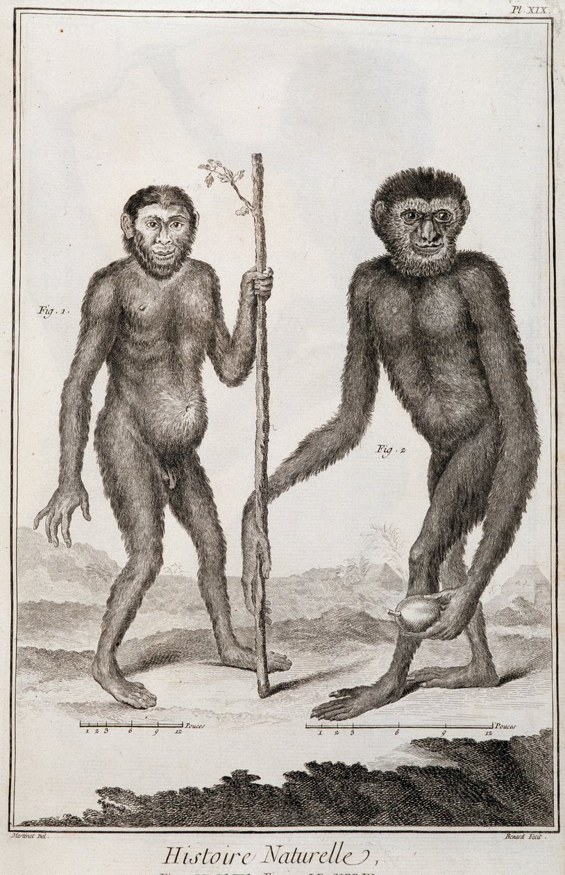 Aporna Jocko och Gibbon av French School