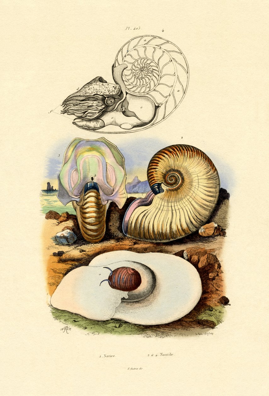 Månsnigel, 1833-39 av French School