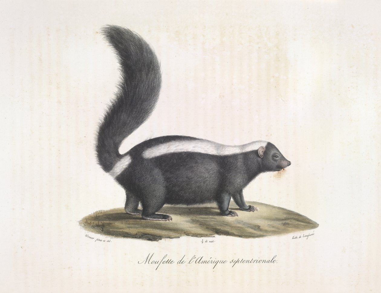 Skunk. Skunk, från Natural History of Mammals (färg litho) av French School