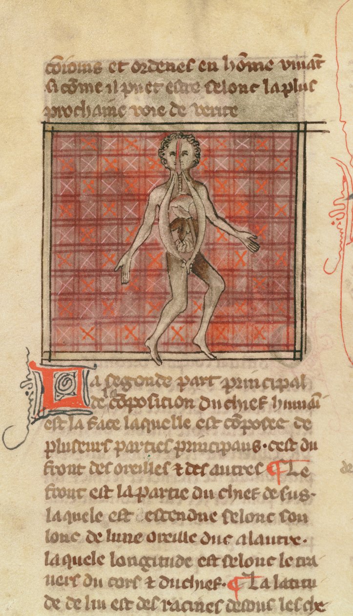 Ms 2030 fol.17 Anatomisk figur, från La Chirurgie de Maitre Henri de Mondeville av French School