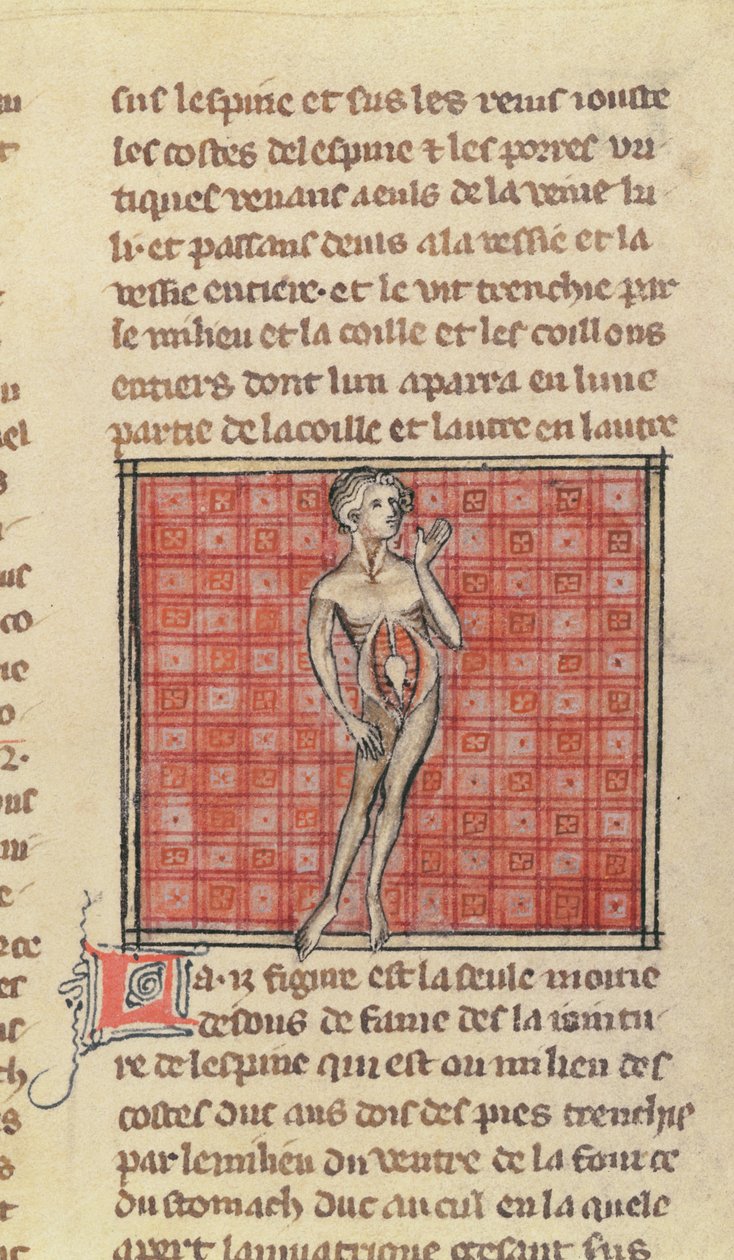 Ms 2030 fol.29 Anatomisk figur, från The Surgery of Maitre Henri de Mondeville av French School