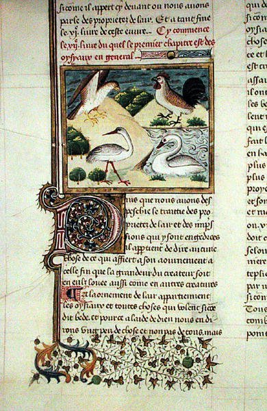 Ms 399 The Properties of Birds, från Livre des Proprietes des Choses av Barthelemy l Anglais av French School