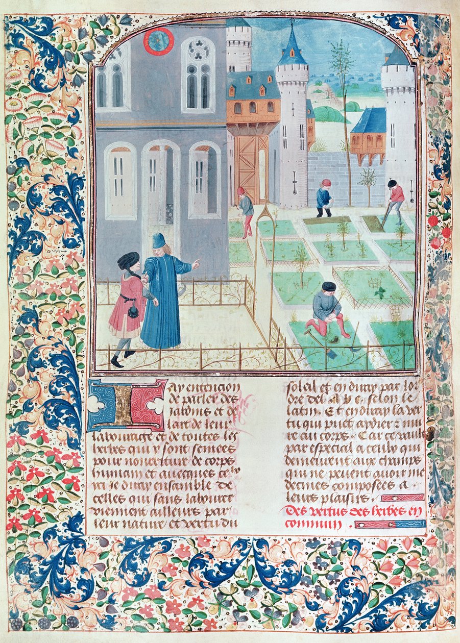 Ms 5064 f.151v The Garden, illustration från Le Livre des Prouffitz Champestres av Pietro de Crescenzi (1230-132021) av French School