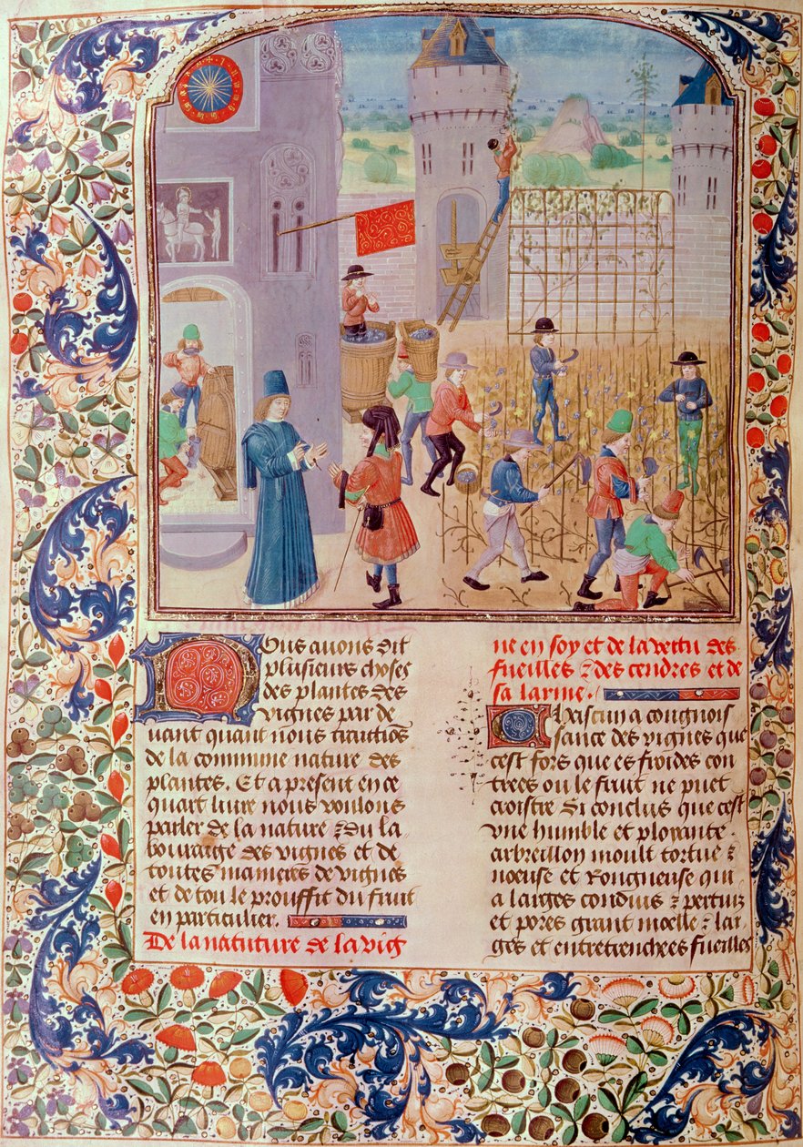Ms 5064 fol.68v Working in the Vineyard, från Livre des Prouffitz Champestres av Pietro de Crescenzi (1230-1321) av French School