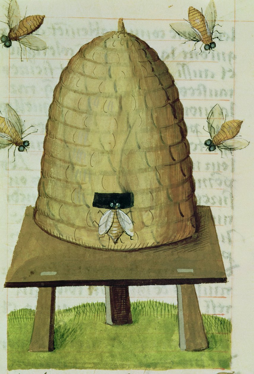 Ms 59 fol.111r Beehive and Bees, från Grand Herbier av French School