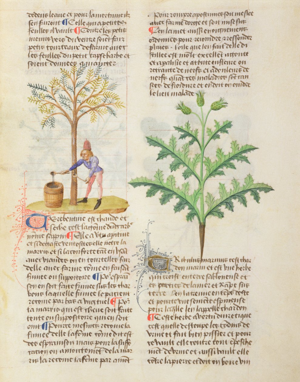 Fröken. On Different Herbs av Dioscorides, fol.165r Tapping Terpentine av French School