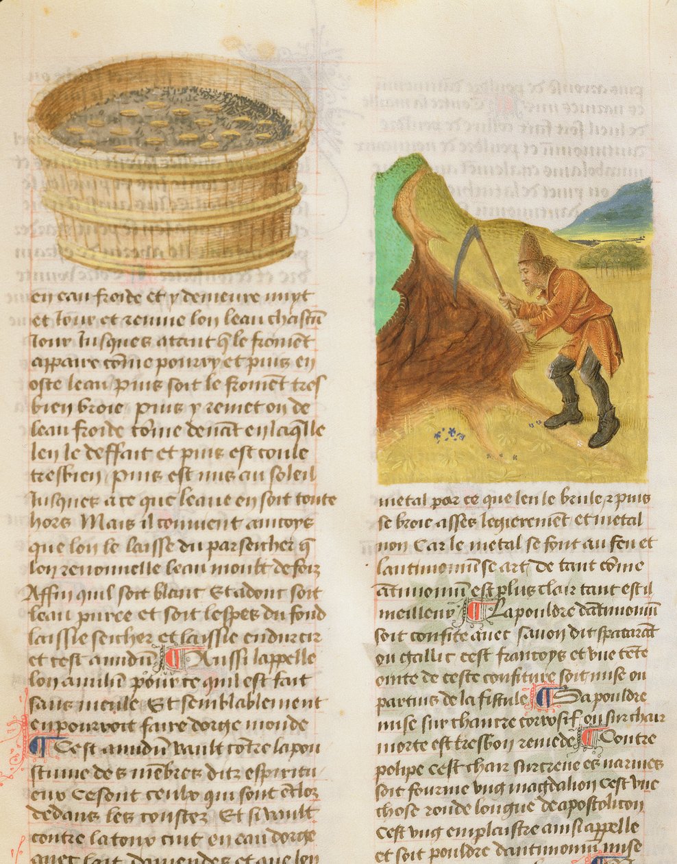 Ms. De Diversis Herbis av Dioscorides, fol.8r Frön i en balja och letar efter ensianknölar av French School