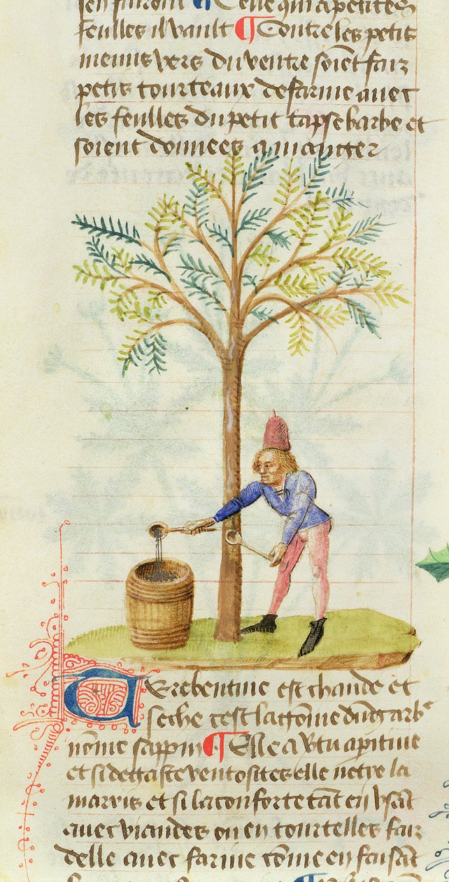 Ms Est 28 M.5.9 fol.165r Samlar terpentin, från Grand Herbier av Pedanius Dioscorides (c.40-90 e.Kr.) av French School