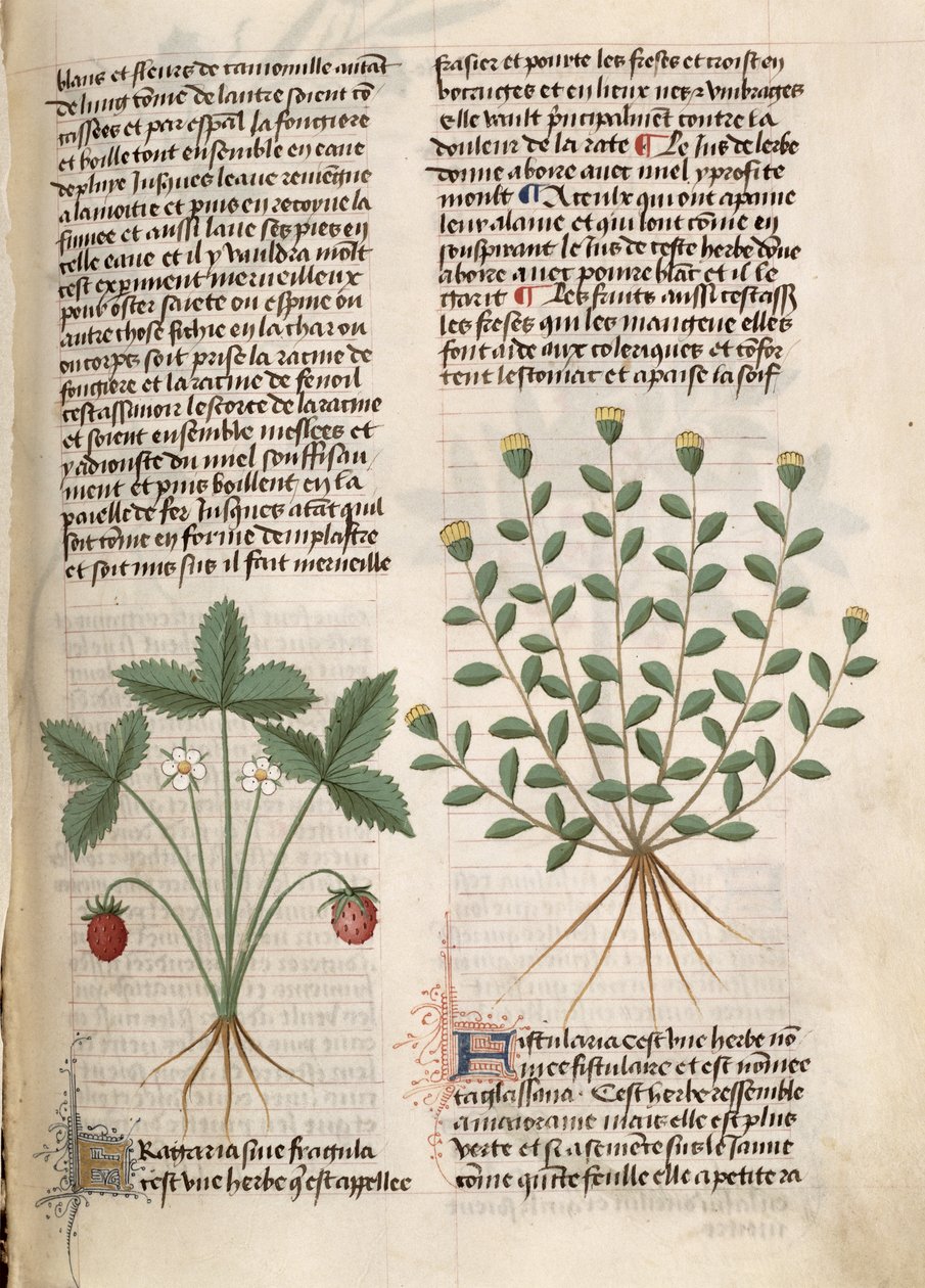 Ms Est 28 M 5.9 fol.75r Strawberry Plant, från 