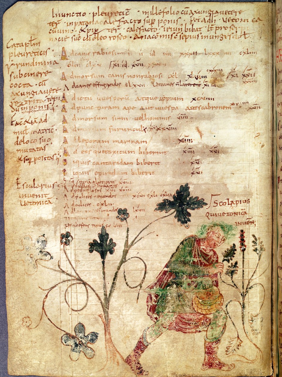 Ms Latin 6862 fol.18v Aesculapius upptäcker betoni, från ett manuskript av Antonius Musa (63 f.Kr.-14 e.Kr.) av French School