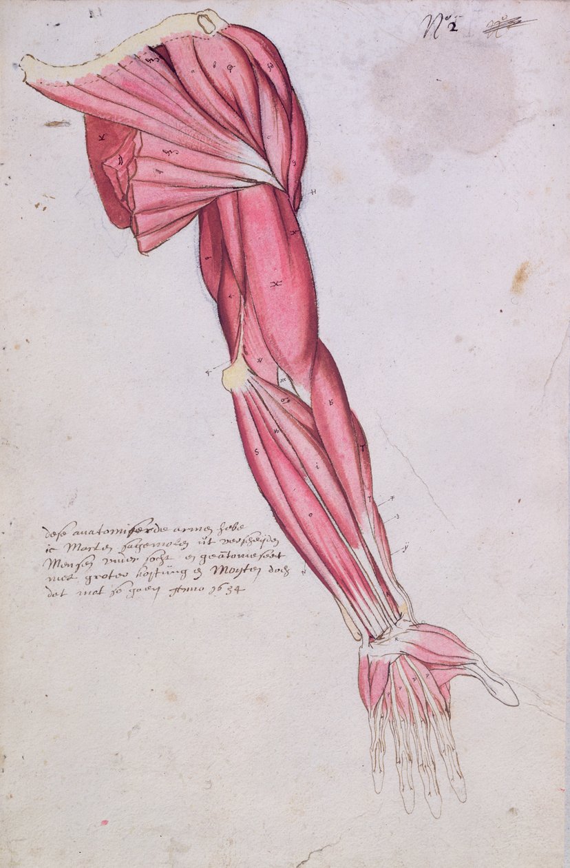 Muskulatur i arm och axel, 1634 (penna & bläck och wc på papper) av French School