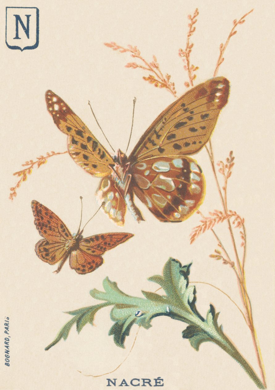 N: Pärlemor (Fabriciana adippe eller Big Mother of Pearl) av French School