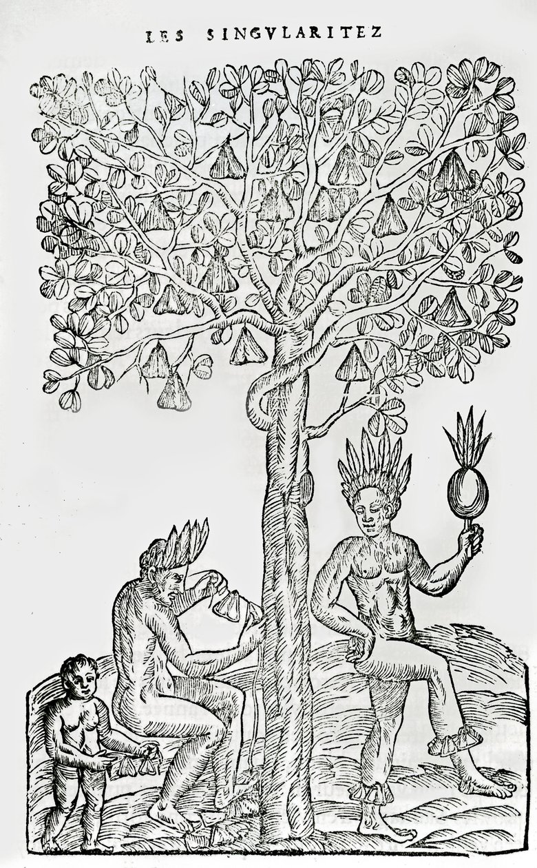 Nana fuit, medicinalväxt, illustration från Singularities of France Antarctique, av Andre de Thevet, 1558 av French School