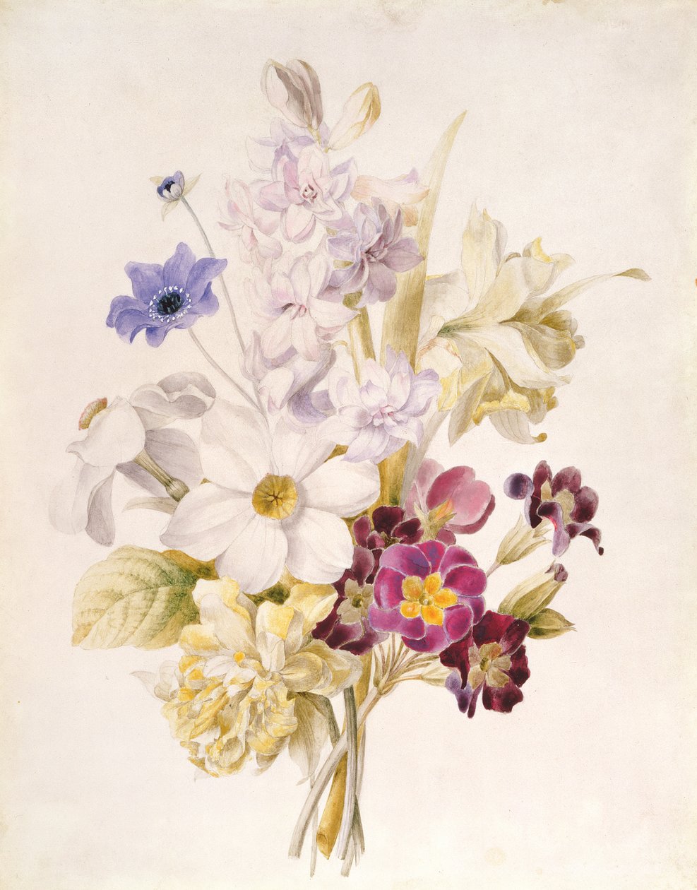 Narcissus och andra blommor, 1840 (wc på papper) av French School