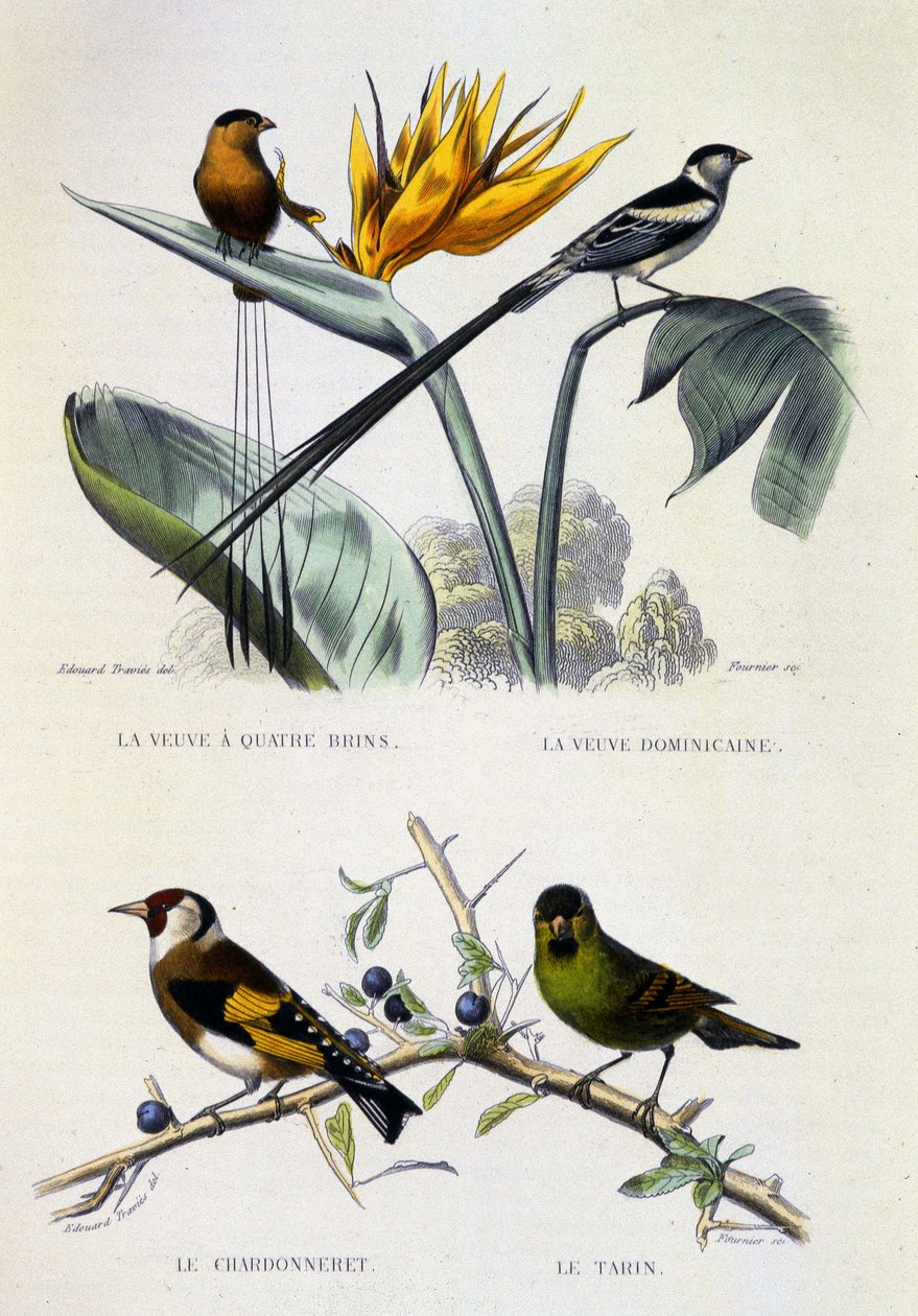 Natural History Plate: Fåglar: La Veuve a four strands, La Veuve dominique, Le chardonneret, Le Tarin - verk av Buffon, volym V, o.d. 1800-talet. av French School
