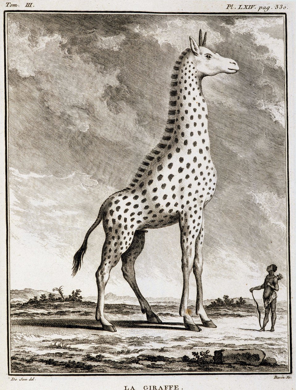 Natural History Plate: La Giraffe - i "" Natural History, General and Special"" av Buffon av French School