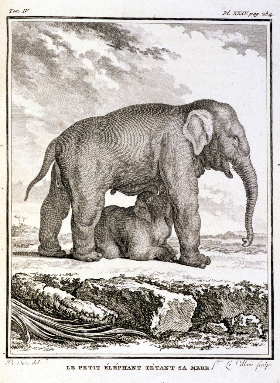 Natural History Plate: The Little Elephant Taunting Her Mother - i "" Natural History, General and Special"" av Buffon av French School