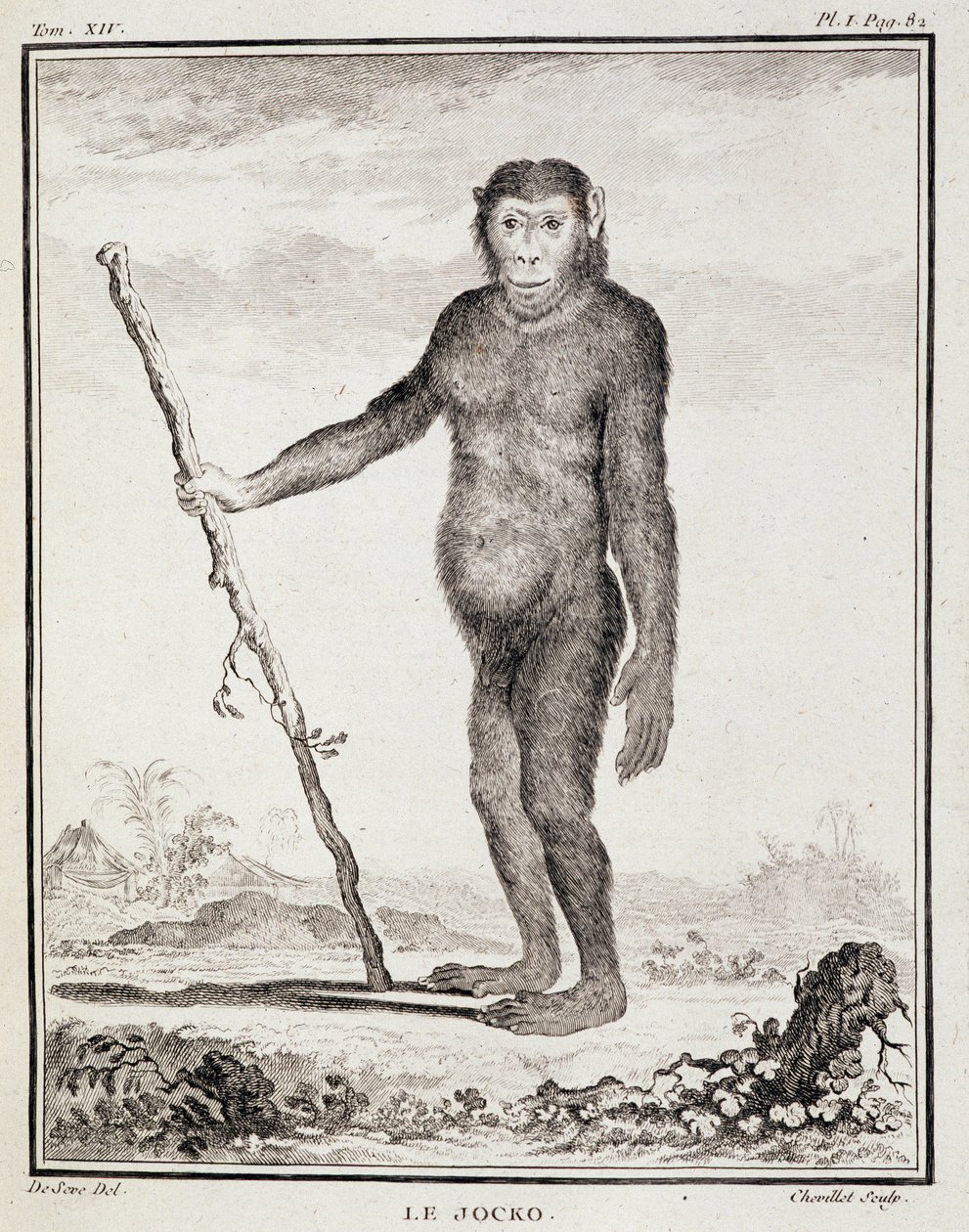 Naturhistorisk tallrik: Jocko - i "Naturhistoria, allmän och speciell" av Buffon av French School