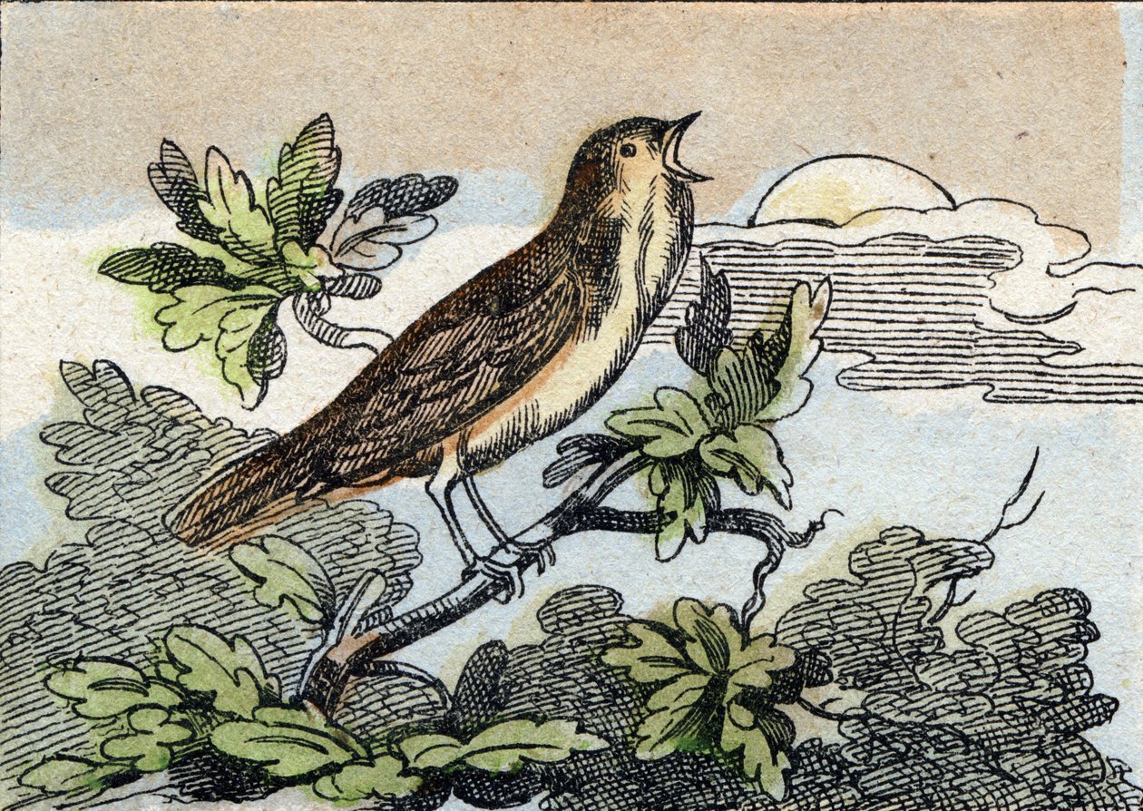 Näktergal. Gravyr i "Buffon Alphabet des Oiseaux n 1". 3:e Serie N 1. Avbildning av Epinal, Epinal, sent 1800-tal. 16 sidor. Mått: 28x21cm av French School