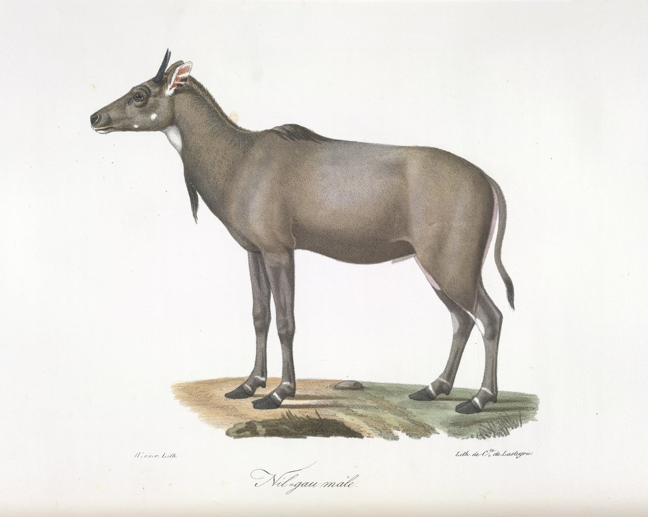 Man Nilgau. Nylgau antilop, från Natural History of Mammals (färg litho) av French School
