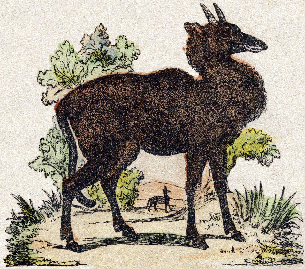 Nyl-ghau (Nyl ghau, indiskt djur). Gravyr i "Wild Animals Alphabet". 9:e serien. Bildspråk av Epinal, Pellerin, tryckare-förlag, cirka 1870. Gravyrer på trä, stencilerade. 16 sidor. Storlek: 20 x 15 cm. Privat samling av French School
