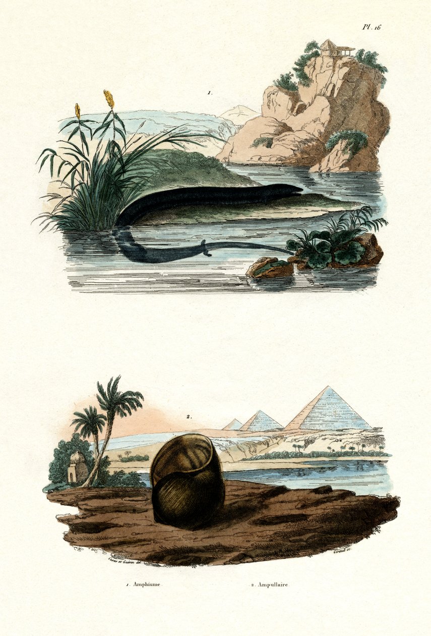 Entåig Amphiuma, 1833-39 av French School