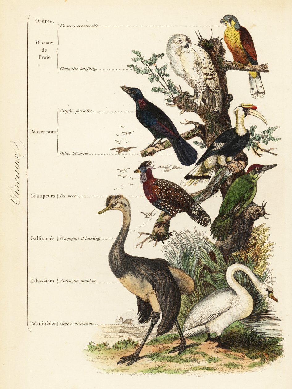Fågelordningar: tornfalk, Falco tinnunculus, sårbar snöuggla, Bubo scandiacus, större blåöringsstare, Lamprotornis chalybaeus, näshornsfågel, Buceros bicornis, europeisk grön hackspett, Picus viridis, västra tragopan, Tragopan melanocephalus, av French School