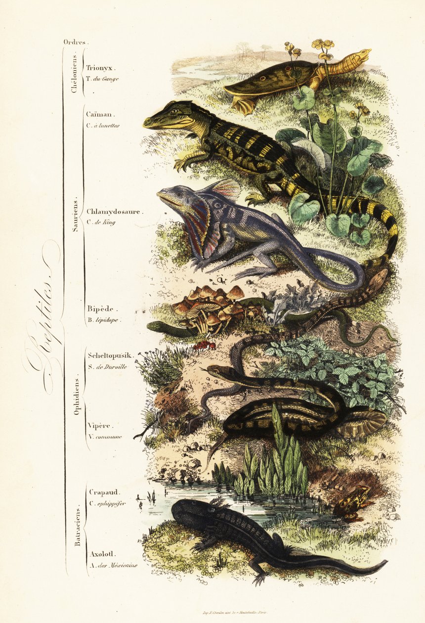 Orden av reptiler: sårbar indisk softshell-sköldpadda, Nilssonia gangetica, glasögonkajman, kajmankrokodilus, kråshalsödla, Chlamydosaurus kingii, vanlig fjällfot, Pygopus lepidopudus, europeisk glasödla, Pseudopus apodus, av French School