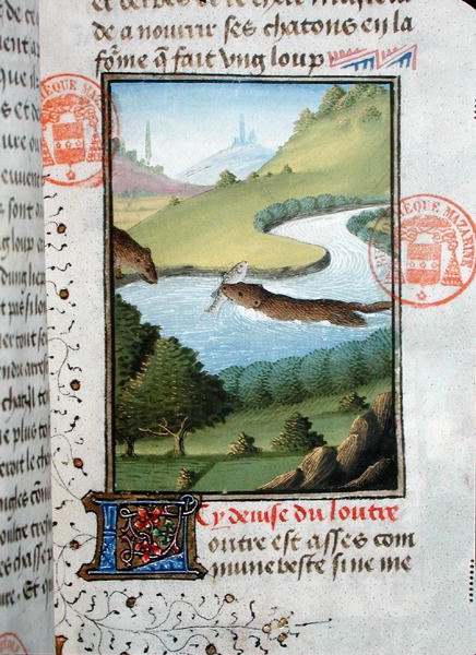 Utter som fångar en fisk, från Livre de la Chasse av Gaston Phebus de Foix (1331-91) (pergament) av French School