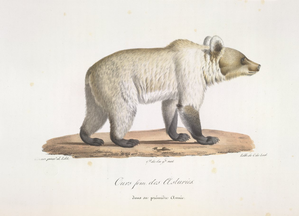 Asturisk fembjörn. Kvinnlig spansk brunbjörn, från Natural History of Mammals (färg litho) av French School