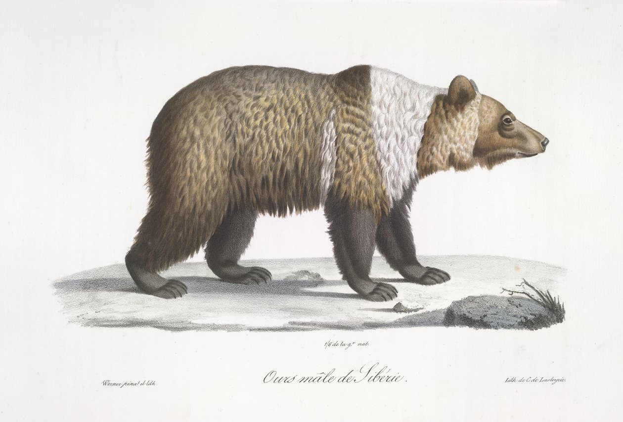 Sibirisk björnhane, från "Natural History of Mammals" (färg litho) av French School
