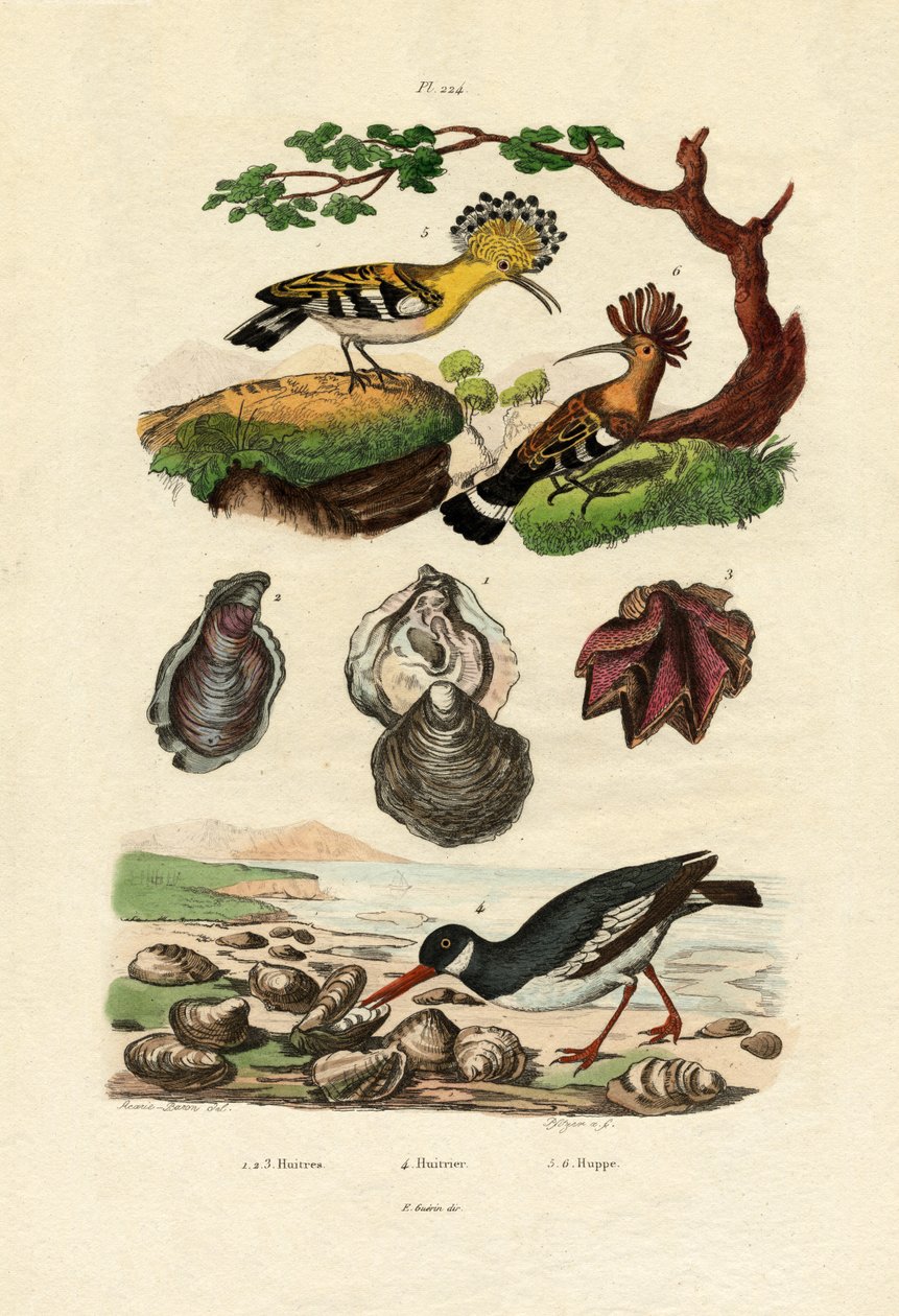 Ostron, 1833-39 av French School