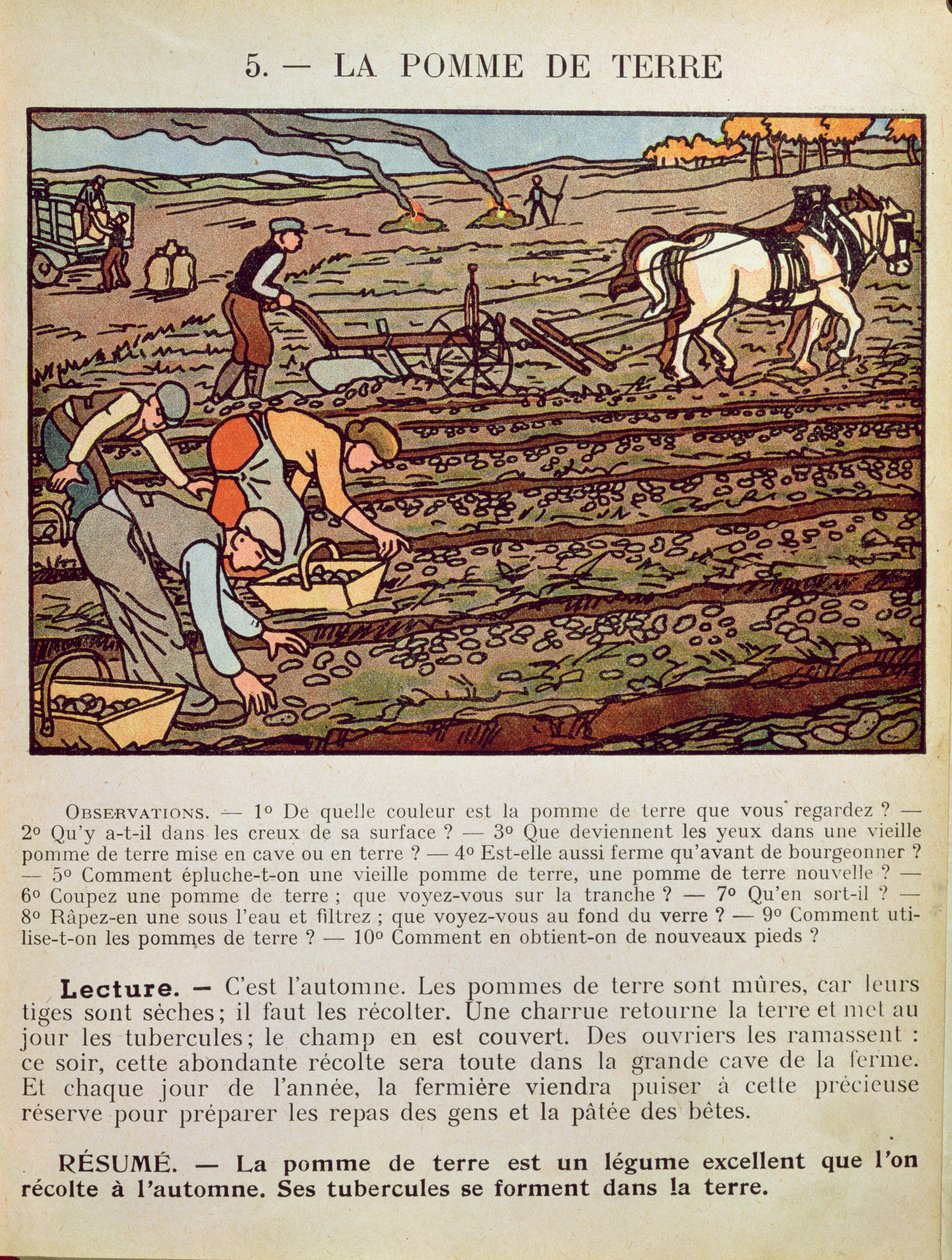 Sida från en skolbok som illustrerar Potatisodlingen, c.1910 av French School