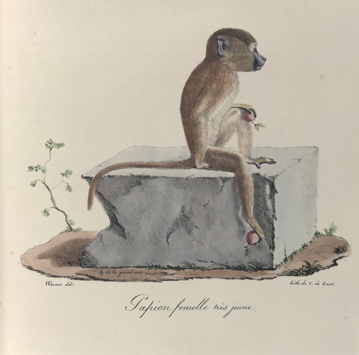 Mycket ung kvinnlig Papion, en papionapa, från 