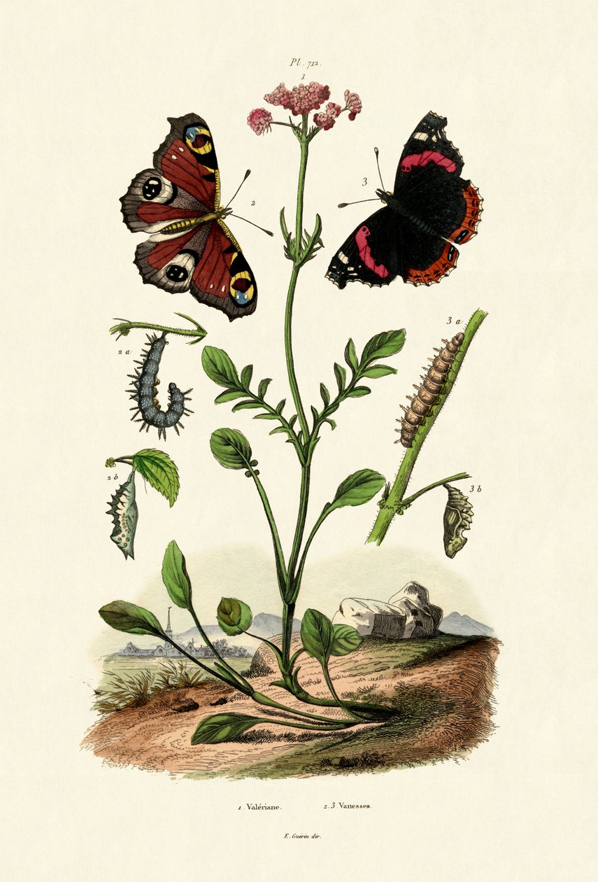 Påfågelfjäril, 1833-39 av French School