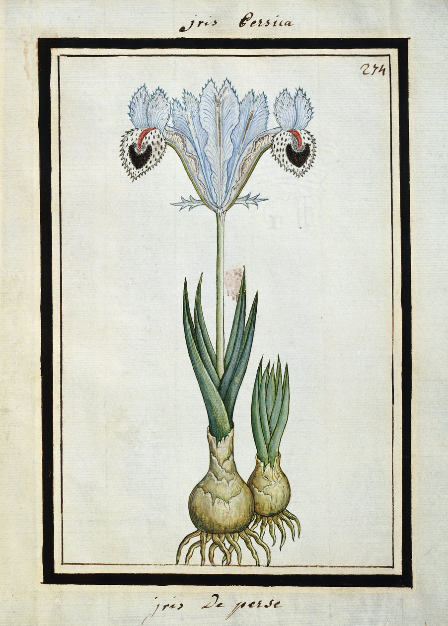 Persisk iris, ca 1700 av French School