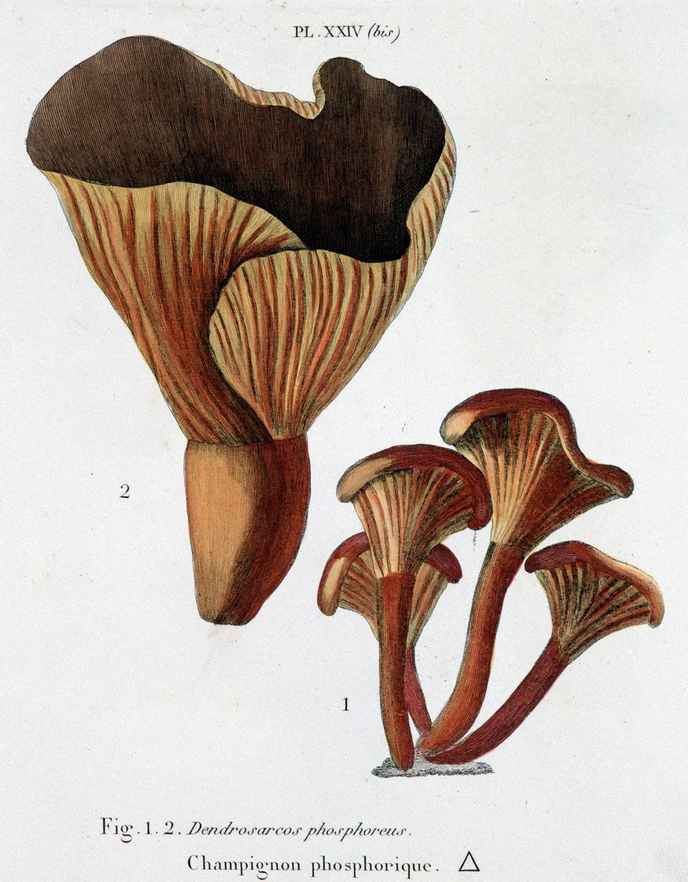 Fosforsvamp i Jean Jacques Paulet "" Treatise on mushrooms "", sent 1700-tal av French School