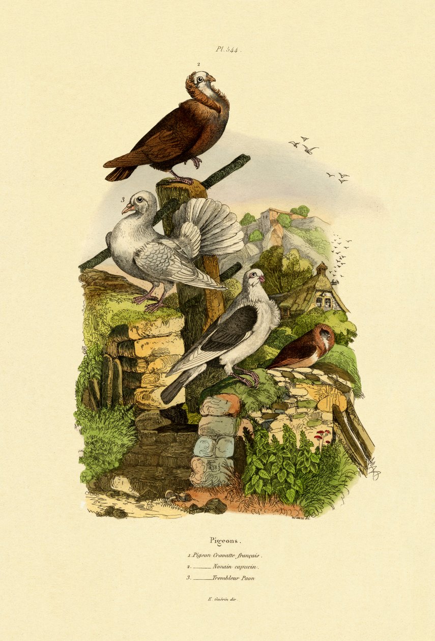 Duvor, 1833-39 av French School
