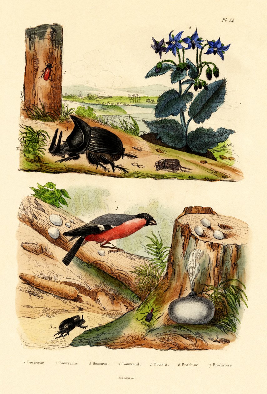 Tallsnäcka, 1833-39 av French School